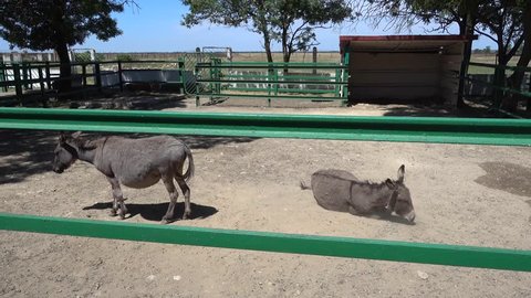 Kherson region, Ukraine - 3d of June 2018: 4K Tour to the Askania-Nova reserve - Pregnant donkey and its spouse bathing in the dust
