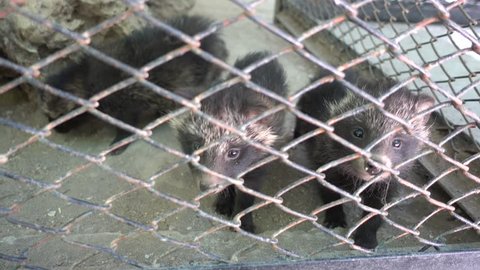 Kherson region, Ukraine - 3d of June 2018: 4K Tour to the Askania-Nova reserve -  Puppies of raccoon dog behind metal net
