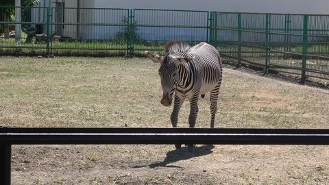 Kherson region, Ukraine - 3d of June 2018: 4K Tour to the Askania-Nova reserve - Watching zebra walking in the enclosure

