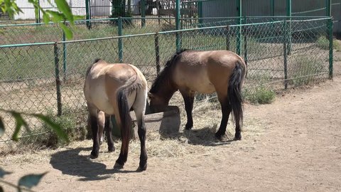 Kherson region, Ukraine - 3d of June 2018: 4K Tour to the Askania-Nova reserve - Zoom out Two Mongolian horses feeding

