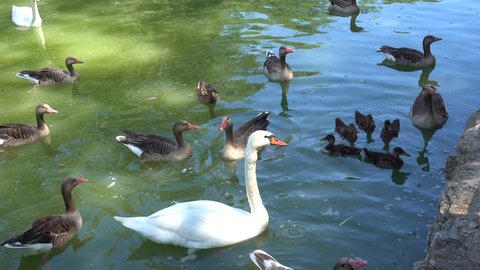 Kherson region, Ukraine - 3d of June 2018: 4K Tour to the Askania-Nova reserve -  White swans and ducks in the pond
