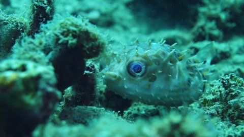 Porcupinefish sheltering on reef at Anilao in the Philippines.