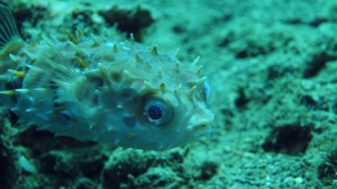 Porcupinefish turns and moves over seabed at Anilao in the Philippines.