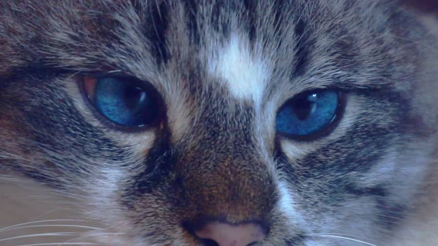 adult beautiful gray fluffy cat with blue eyes