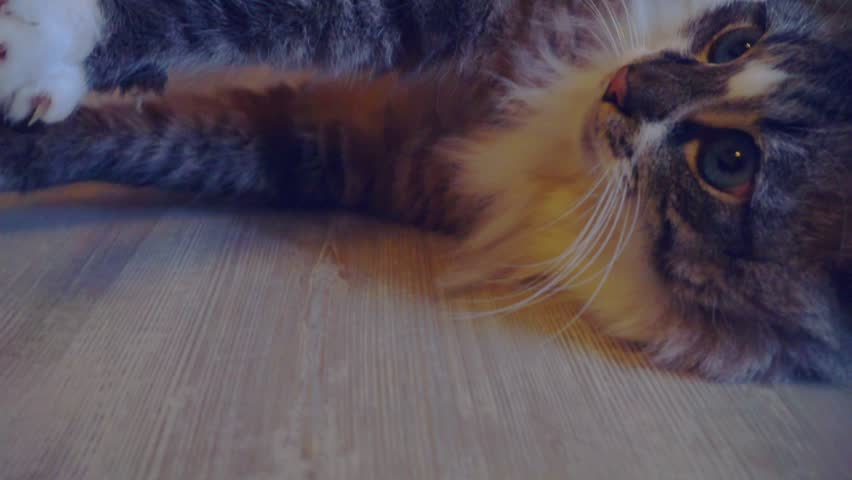 adult gray fluffy blue-eyed cat resting lying on the floor