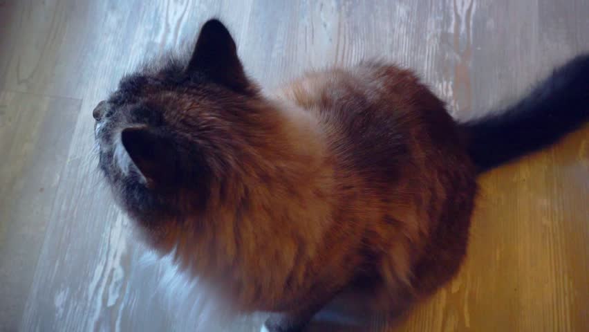 adult fluffy gray blue-eyed cat sitting on the floor