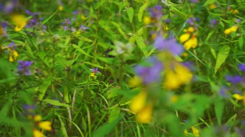 blue cowwheat (Melampyrum nemorosum).Wild flowers wood in the summer meadow