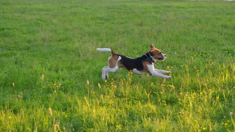 Active dog run for toy at grass, jump and fly in air, find ring and pick it up to bring back to owner. Young beagle play fetch game at bank of lake, low sun brightly shine
