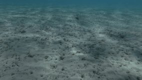 A man swim for a White-spotted puffer, Arothron hispidus over sandy bottom, POV underwater shot (virtual reality) Underwater shot, 4K-60fps