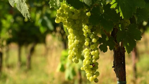 Bunches of white grapes in a Chianti vineyard on a sunny day. Tuscany, Italy. 4K UHD Video. Nikon D500