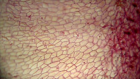 plant tissue under a microscope, microscopic preparation