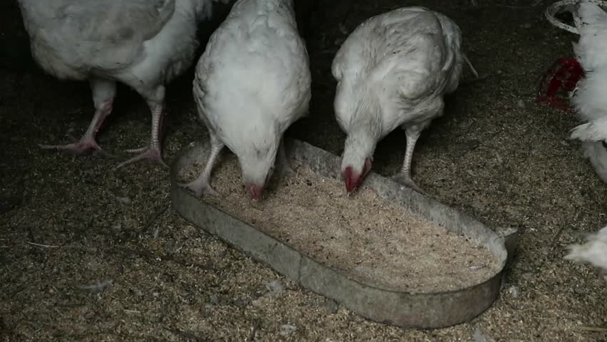 inside rustic chicken farm healthy environment Stock Footage Video (100 ...