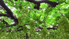Pan Shot Of White Grapes In Vineyard