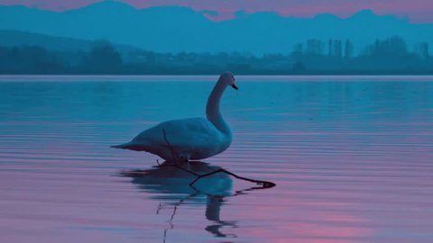 swan bird evening twilight