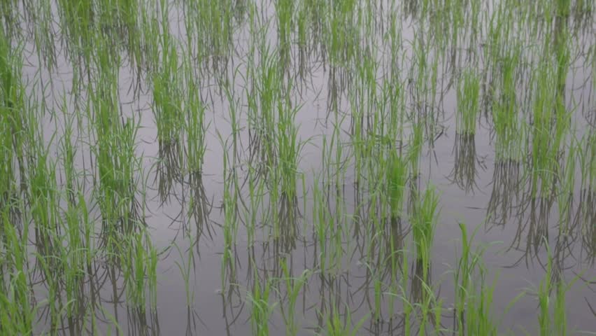 panning rice seeding paddy field Stock Footage Video (100% Royalty-free ...