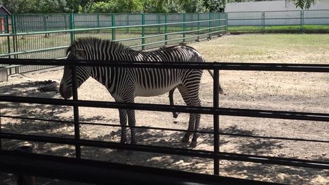 Kherson region, Ukraine - 3d of June 2018: 4K Tour to the Askania-Nova reserve - Zebra with erection cooling in the shadow

