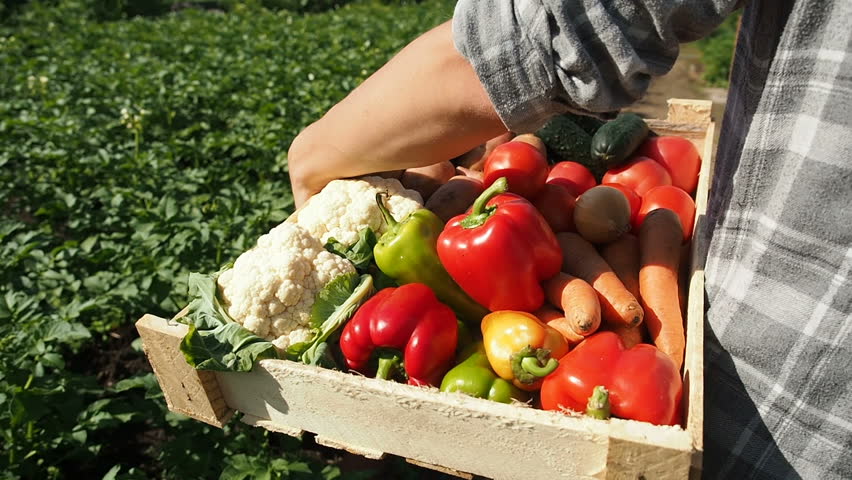 Farmer's Market: Farmer Hands Holding Vegetable Box Full Of Fresh Organic Potato, Carrot, Onion, Pepper, Tomat, Cucumber, Cabbage, Beet. Harvest Agriculture Industry Concept. Organic Farm Food Harvest Royalty-Free Stock Footage #1014315344