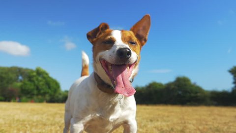 Jack Russell staring at other dogs, panting in the sun and waiting for commands. Slow motion video full hd
