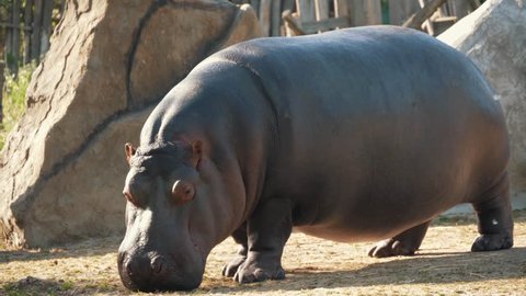 Animal Shit Stock Video Footage 4k And Hd Video Clips Shutterstock