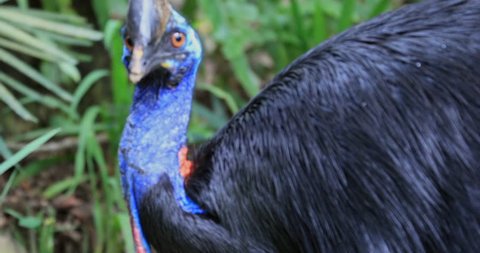 Cassowary Southern large wild exotic bird in jungle forest natural habitat