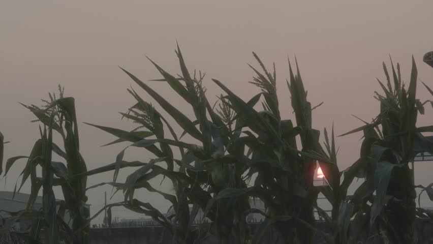 Farm Stalk Blowing In Wind At Sunset