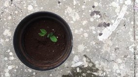 Small plant background