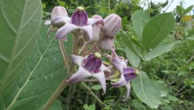 Hd video, video clip, free video download, hd stock, pink flowersClose up of pink Calotropis gigantea flower (crown flower)blooming in springtime swining in the wind.