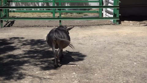 Kherson region, Ukraine - 3d of June 2018: 4K Tour to the Askania-Nova reserve - Heavily pregnant donkey walks away
