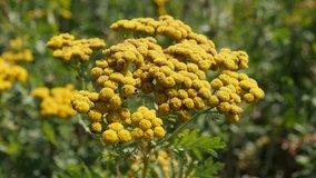 Tansy (Tanacetum vulgare) plant close-up 4K footage