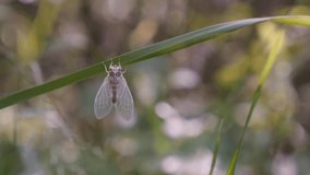 Finished metamorphosis of Cicada (Cicadoidea Hemiptera) on the grass 4K video