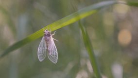 Cicada Cicadoidea Hemiptera rests on the grass after molting 4K footage