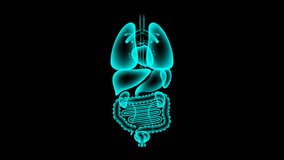 Human Male Organs X-ray set, Small intestine infection concept idea red color illustration isolated glow in the dark background, seamless looping animation 4K with copy space