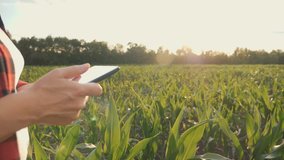 Girl farmer with a tablet monitors the crop, corn field at sunset, slow motion video. Hands up.