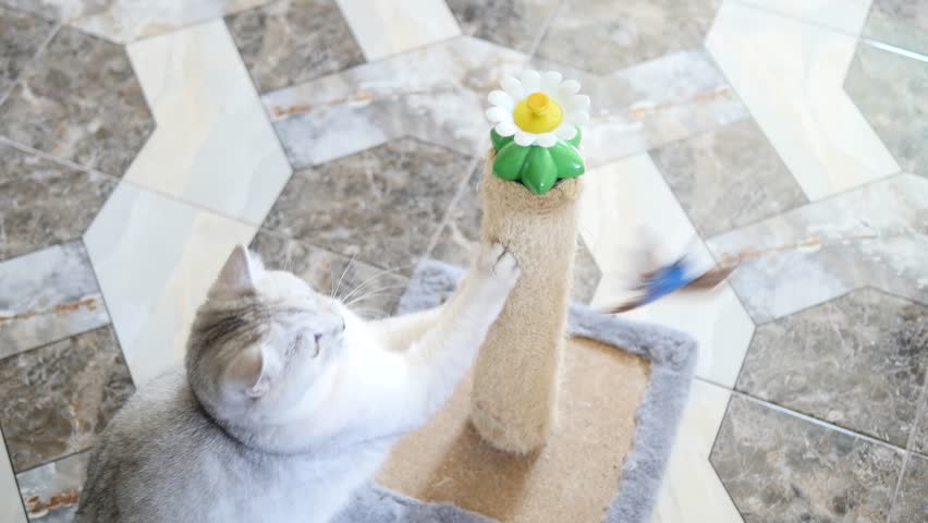 Funny cute cat playing with toy, a toy for the cat Royalty-Free Stock Footage #1014329150
