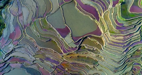 Aerial footage of colorful rice paddy fields during spring. Red duckweed covering the water surface causes the red and purple tones. Part 1 of 2, can be merged into a continuous movie. 