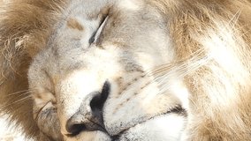 Big lion sleeping with video close up,