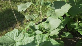 High lashes with cucumbers grow in the garden stock footage video