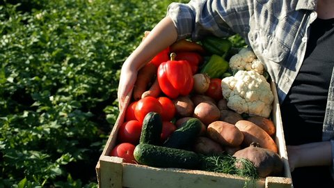Harvest Organic Vegetables. Agriculture Industry. Crops Organic Farm. Producing Food And Crops. Wooden Box Full Of Fresh Vegetables Harvest: Onions. Potatoes, Tomatoes, Cucumbers, Carrots, Beets 