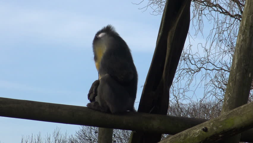 A male baboon keeps a lookout from up high.