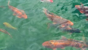 Colorful koi fish, carp fish swimming  in the lake or pond. 