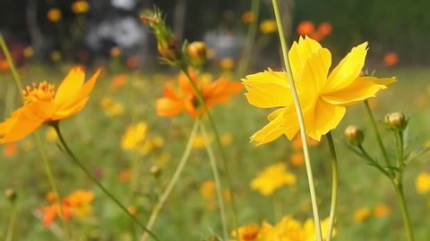 Yellow Daisy flowers in park in slow motion, with green out focus background, Cosmos bipinnatus, commonly called the garden cosmos or Mexican aster, is a medium-sized. Cosmos bipinnatus, commonly call