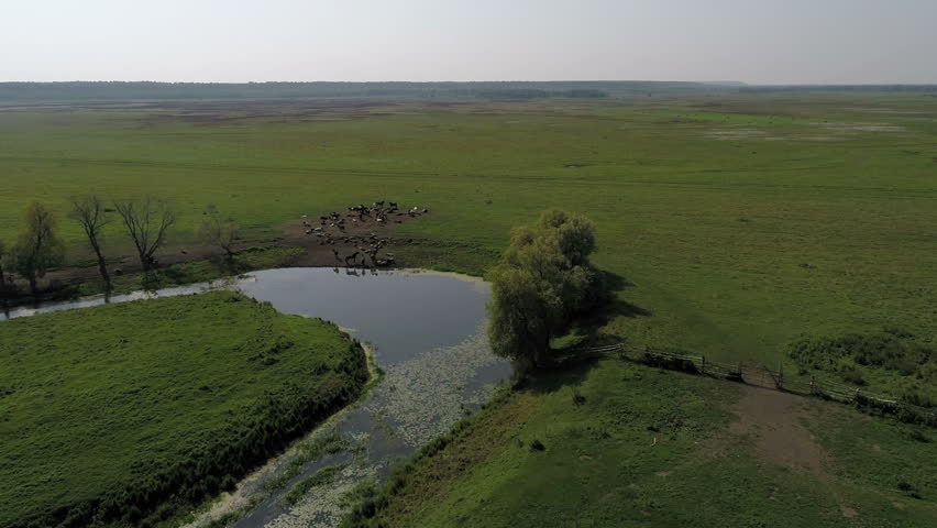 Aerial view of a cows, horses and sheeps grazing in a green meadow