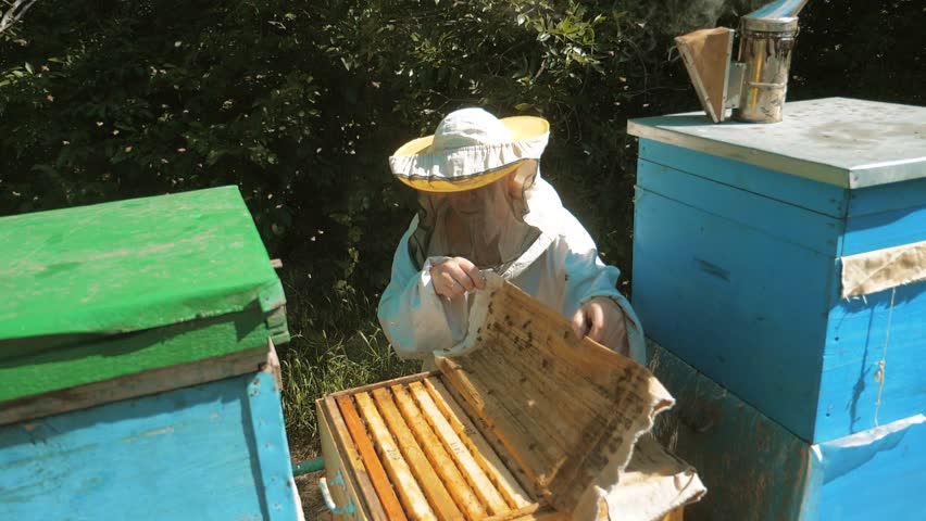 the beekeeper working in the apiary bees fly swarm multi colored beehive slow motion lifestyle video. bee-maker beekeeper man working of a smoke pipe beeper wooden hives smoker device for repelling