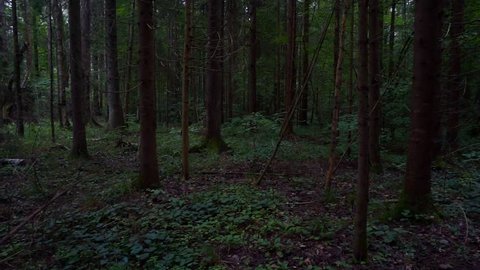 Beautiful Pristine Forest With Green の動画素材 ロイヤリティフリー Shutterstock