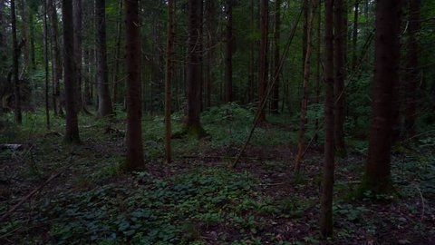 Beautiful Pristine Forest With Green の動画素材 ロイヤリティフリー Shutterstock Beautiful Pristine Forest With Green の動画素材 ロイヤリティフリー Shutterstock
