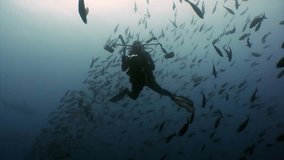 Diver camera operator making a video of the school of fish in ocean Galapagos. Amazing life of tropical nature world in blue water. Scuba diving.
