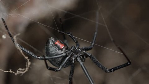 macro view of a Black Widow Spider walking on web.