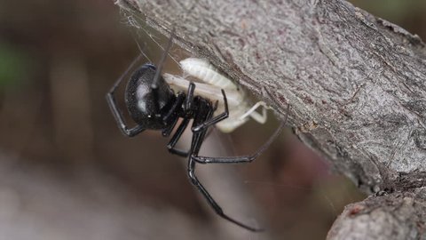 Black Widow spider catches a Grasshopper in its web and starts to wrap it up.