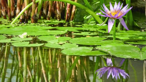 Nymphaea capensis (Cape blue waterlily) is an aquatic flowering plant of water lily family Nymphaeaceae. Native to Africa, plant is found growing abundantly in freshwater habitats in tropical regions.