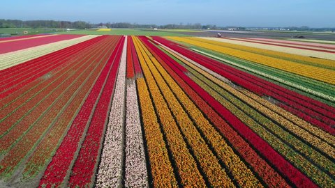 Aerial view with a drone of bulb fields with tulips near the towns of 'Lisse' and 'Sassenheim' in the province of 'Zuid-Holland', the Netherlands